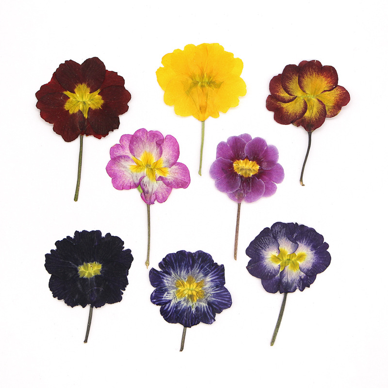 48 stuks Europese Primrose ged - Dried Flower Bookmark recensie en prijs