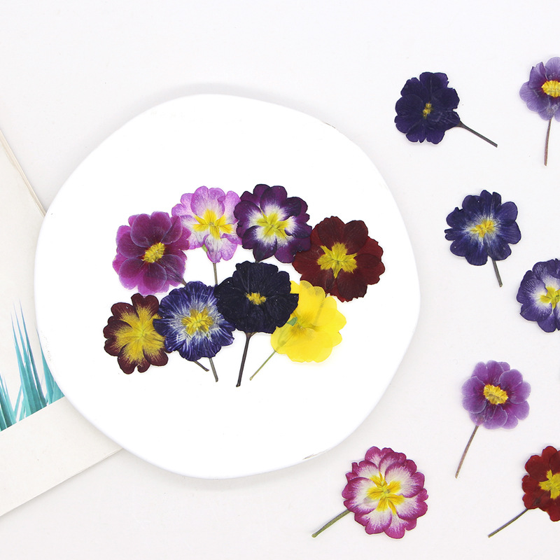 48 stuks Europese Primrose ged - Dried Flower Bookmark recensie en prijs