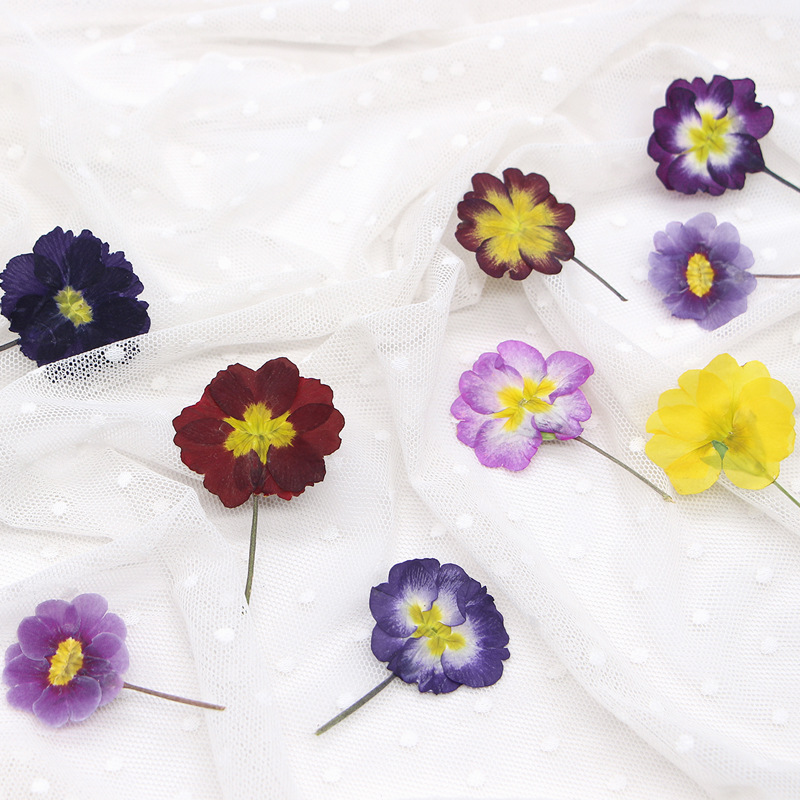 48 stuks Europese Primrose ged - Dried Flower Bookmark recensie en prijs