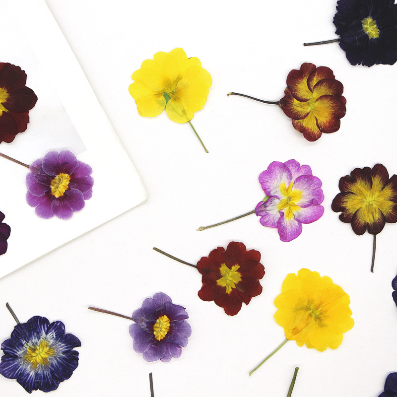 48 stuks Europese Primrose ged - Dried Flower Bookmark recensie en prijs