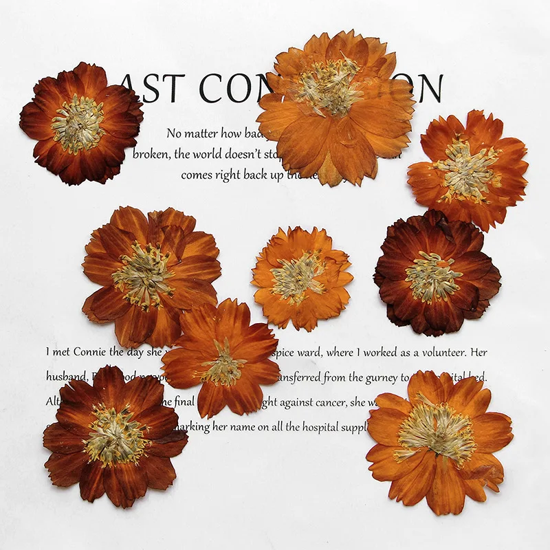 12 stks/3-5 cm, Natuur geperst - Dried Flower Bookmark recensie en prijs