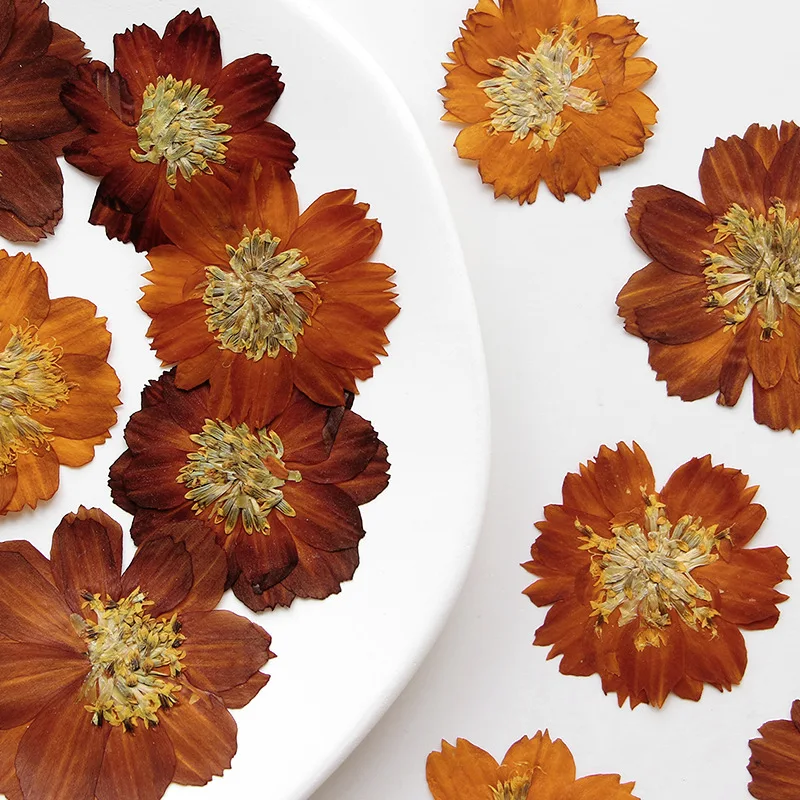 12 stks/3-5 cm, Natuur geperst - Dried Flower Bookmark recensie en prijs