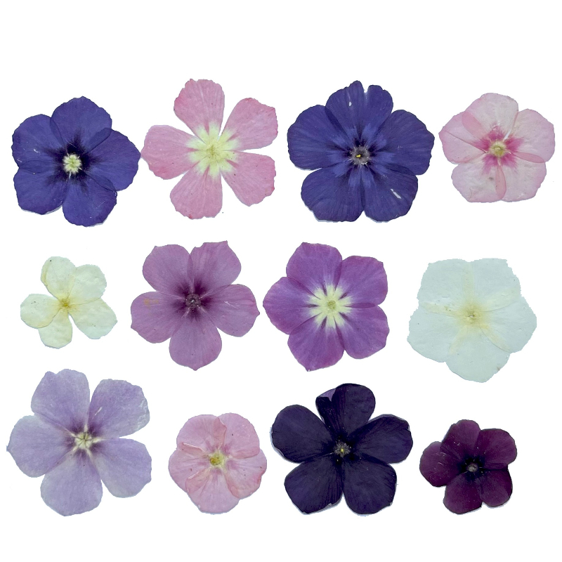 12 stuks, semi-transparante ni - Dried Flower Bookmark recensie en prijs