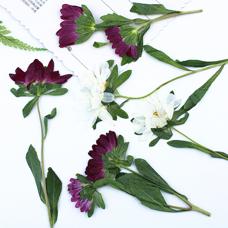 24 stuks, Mini Chrysant Gepers - Dried Flower Bookmark recensie en prijs